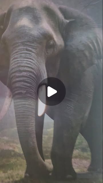 Ottakombann Instagram reel 11